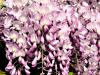 Plante urcatoare wisteria floribunda rosae (glicina) ghiveci 2 litri,
