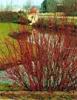 Arbusti de gard viu CORNUS ALBA `ELEGANTISSIMA`la ghiveci 5-7 litri ,  h=100-140cm
