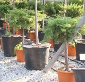 Arbusti rasinosi forma altoita JUNIPERUS SAB. `TAMARISCIFOLIA`ghiveci 20 litri , diam=50cm