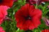 Petunia hybrida grandiflora red improved/  petunia de gradina cu