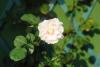Plante urcatoare trandafir catarator alb h=2m, clt 3 lt