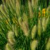 Ierburi graminee pennisetum alopecuroides