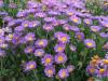Flori de gradina perene aster alpinus (aster,
