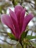 Magnolia liliflora` susan` ghiveci 5 litri h=40-60cm