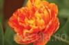Bulbi de lalele Duble tarzii, Gudoshnik Double , flori galben satirat rosu, batute