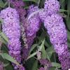 Arbust de gradina buddleia davidii ile de france llilac de vara