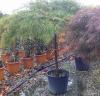 Artar japonez acer palmatum dissectum viridis ghiveci 70 litri, 1/2,