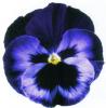 Flori bienale: viola witrokiana soiul neon violet  /panselute in