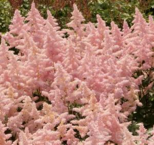 Flori de gradina perene  ASTILBE x simplicifolia Sprite, culoare roz pal - 2 litri