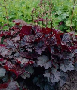 Flori de gradina perene Heuchera Palace Purple, frunze grena, flori albe P 15