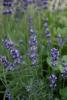 Flori perene levantica / lavandula angustifolia blue scent in ghiveci