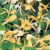 Plante parfumata cataratoare  Mana Maicii Domnului (Lonicera japonica Halliana) ghiveci 5-7 litri, h=150-200 cm