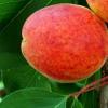 Pomi fructiferi Caisi soiul Bergeron la ghivece. Puieti fructiferi altoiti.