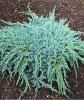 Arbusti rasinosi juniperus squamata blue carpet ghiveci 5 litri, 40-45