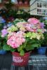 Flori perene hortensia  hydrangea macrophylla green lips pink  h=30-