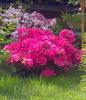 Arbusti cu flori azalea japonica amoena clt 10, planta cu diam de
