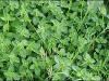 Plante aromatice de gradina cimbru (thymus vulgaris) in ghiveci de