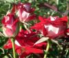 Trandafiri de gradina allianz, plante formate, radacina in ghiveci de