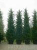 Arbori rasinosi cupressocyparis leylandii `pyramidalis`ghiveci 230