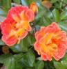Trandafiri pitici de gradina, Bessy (rosu-portocaliu), plante in ghiveci de 2  litri