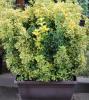 Arbust frunze persistente euonymus japonicus eleg casetta