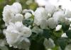 Arbusti parfumati PHILADELPHUS CORONARIUS VIRGINAL /Iasomie flori duble h= 60-100 cm ghiveci 5-7 litri pt gard viu