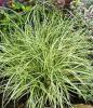 Ierburi graminee decorative carex marorowii variegata  v2