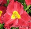 Flori perene hemerocalis 'amadeus'ghivece de 3 litri