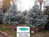 Picea pungens barabits blue / molid argintiu 175/200cm