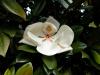 Magnolia parfumata de vara magnolia grandiflora gallissoniensisghiveci