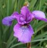 Flori perene Iris sibirica Temper Tantrum, ghiveci 2l