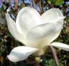 Magnolia denudata `yulan`ramificata ghiveci  25 litri, h=100-120 cm