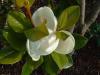 Magnolia parfumata de vara cu inflorire abundenta  magnolia