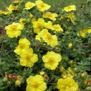 Flori de gradina perene POTENTILA/POTENTILLA FRUTICOSA `Goldfinger`