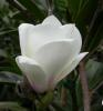 Magnolia soulangeana lennei alba ghiveci 1 litru, h=30-40 cm