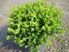 Arbusti evergreen BUXUS MICROPHYLA` FAULKNER`ghiveci 5 litri, h=20-25cm