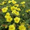 Flori de gradina perene POTENTILA/POTENTILLA FRUTICOSA `Goldfinger`ghivece 5 litri