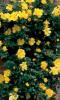 Trandafiri agatatori urcatori Golden Showers, planta formata cu radacina in ghiveci de 3.5 litri
