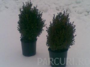 Arbusti evergreen BUXUS SEMPERVIRENS   ( cimisir, merisor) ghiveci 18 litri, h= 50-60cm