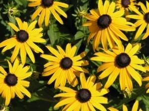 Flori de gradina perene Rudbeckia fulgida