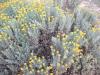 Flori de gradina perene santolina chamecyparissus