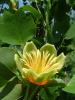 Liriodendron tulipifera / arborele lalea, circumferinta trunchi 10/12