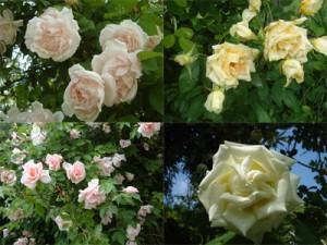 Trandafiri de gradina urcatori h=1.5-2 m, cu flori parfumate, la ghiveci