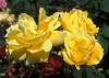Trandafiri golden harvest (ghiveci)