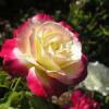 Trandafiri de gradina Double Delight, planta formata cu radacina  in ghivece de 3.5 litri