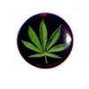 Insigna mica cannabis
