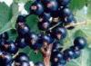 Ribes nigrum(black currant anthocyanin)