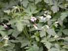 Geranium Wilfordii P.E.