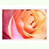Tablou luminos - Trandafir roz