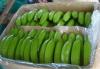 Fresh green cavendish banana
